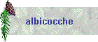 Albicocche